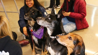 During finals week the ARC gave students a respite from finals with a visit from friendly dogs.