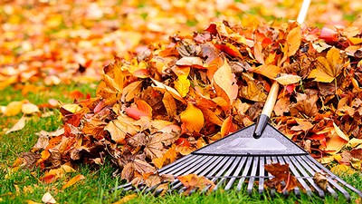 fall leaves with a rake.