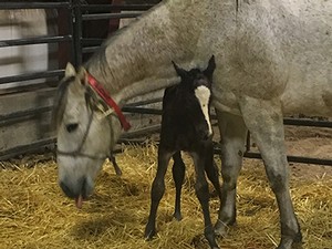 foal with mother
