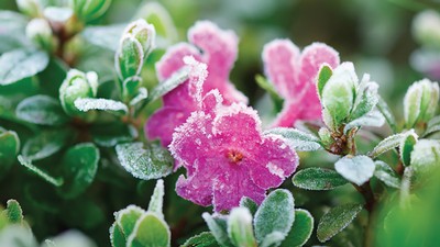 frost on flowers.