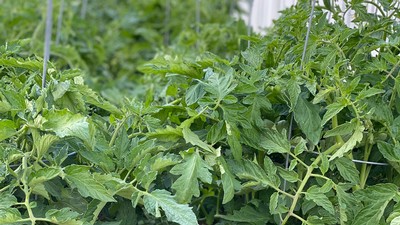 tomato plants in a greenhouse.