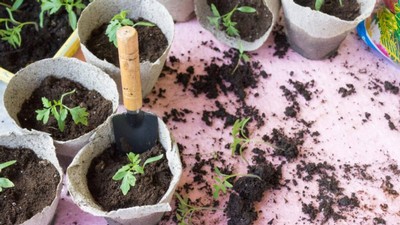 Seedlings sprout in plant pots.