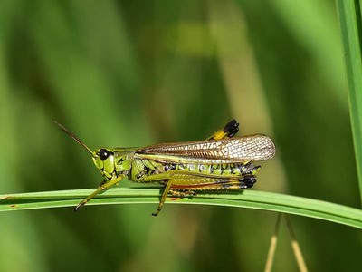 grasshopper