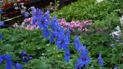 Flowers in the teaching greenhouse.