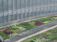 a Seattle roof garden