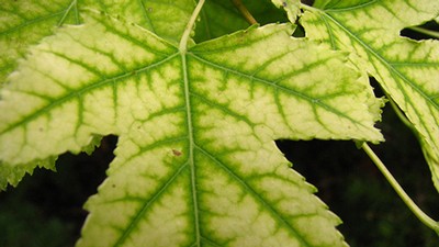 maple leaf with chlorosis.