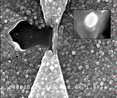 image from refurbished microscope