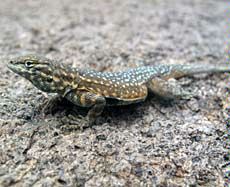 a side-blotched lizard