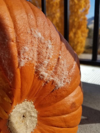 Fungus on a pumpkin.