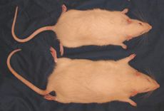 study rats