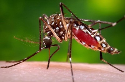 Aedes species mosquito.