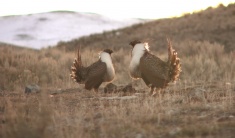 Two male sage-grouse