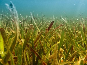 Seagrass