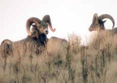 Bighorn Sheep