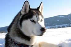 a sled dog