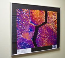 Photomicrography example