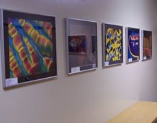 Photomicrography hall display