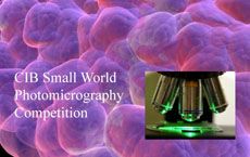 Small World Photomicrography Competition poster
