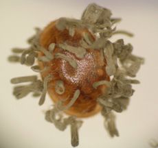 fungi