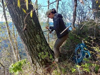 Jessika Pettie collecting tree core samples