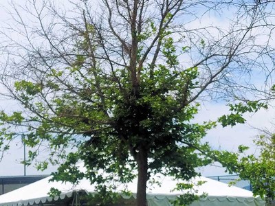 Tree with sycamore anthracnose disease.