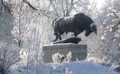 Winter Bull