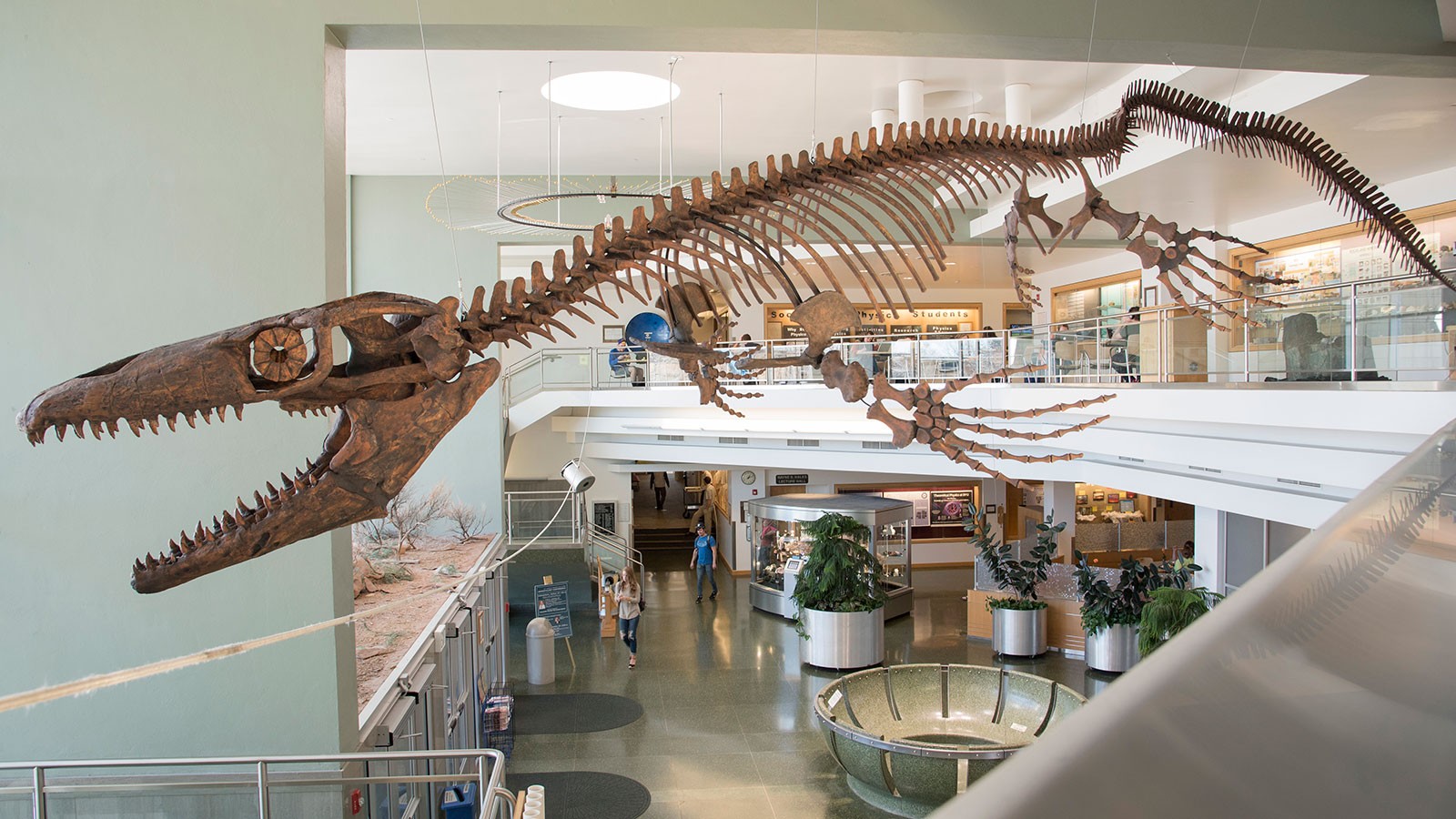 Skeletal mount of mosasaur