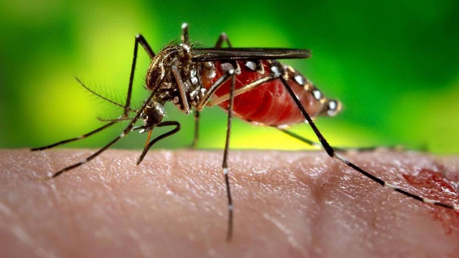 Aedes aegypti mosquito.