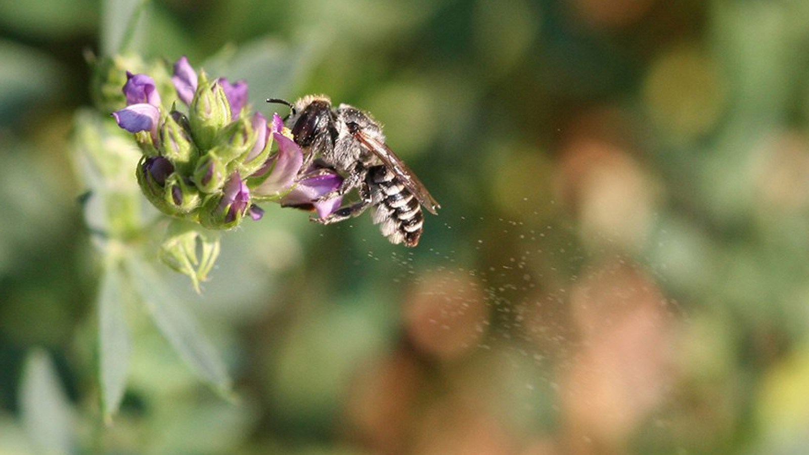 Alfalfa leafcutting bee releases pollen