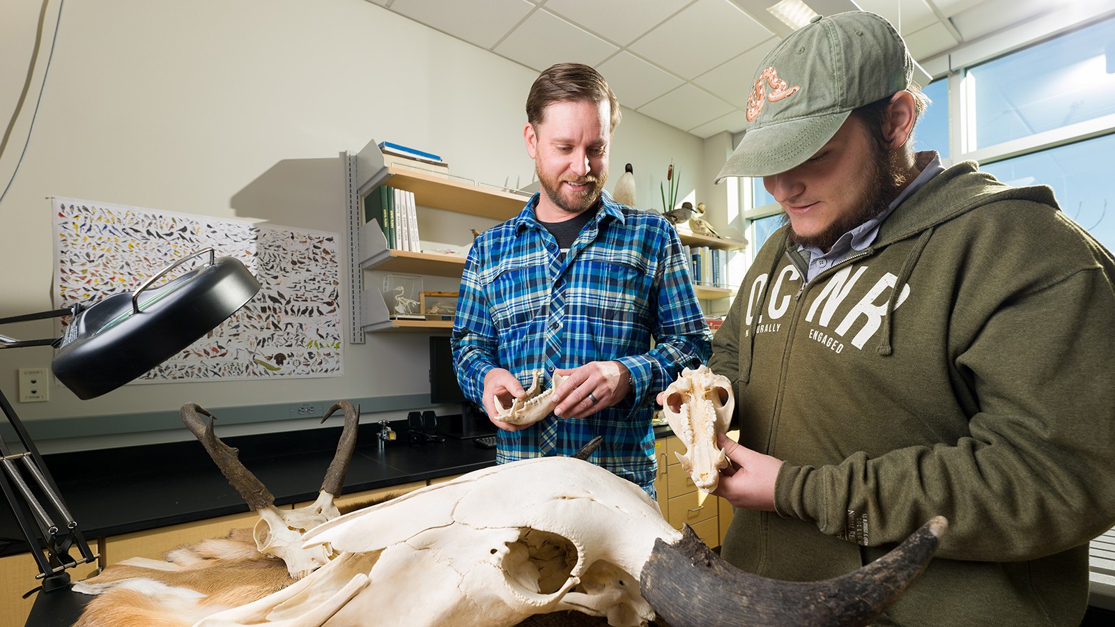 Two men examine the skull of an animal in a lab.