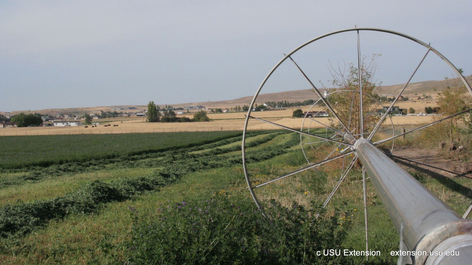 A sprinkler line rests in a field.