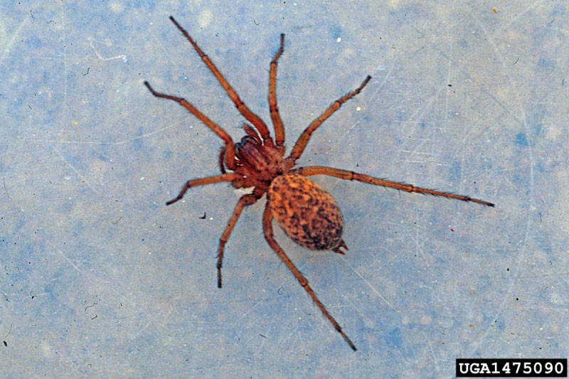A hobo spider.