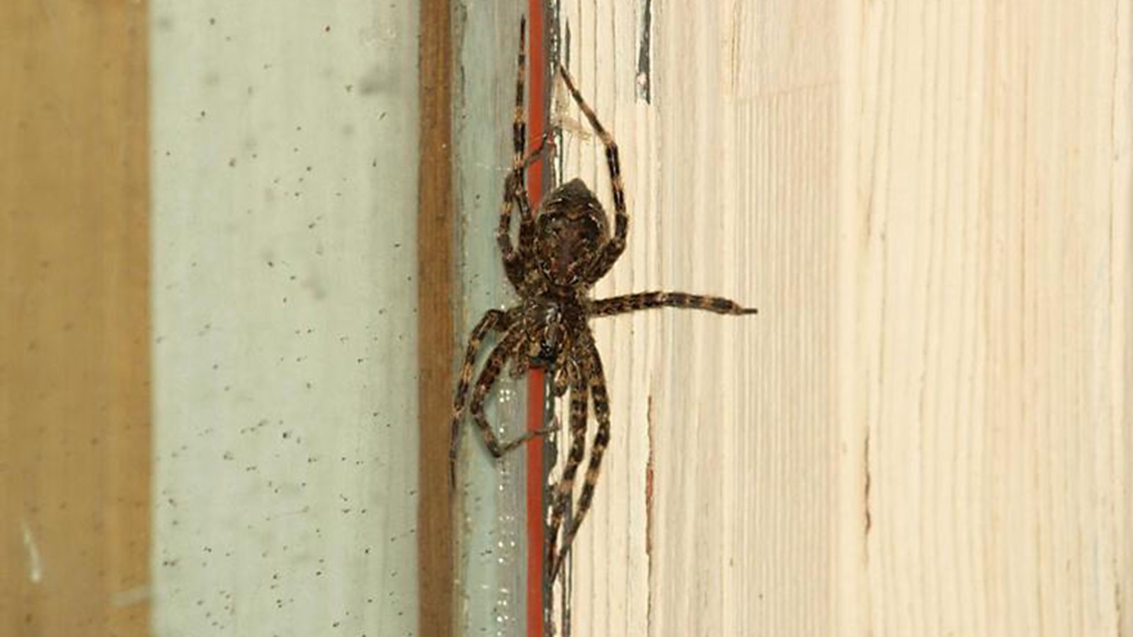A wolf spider.