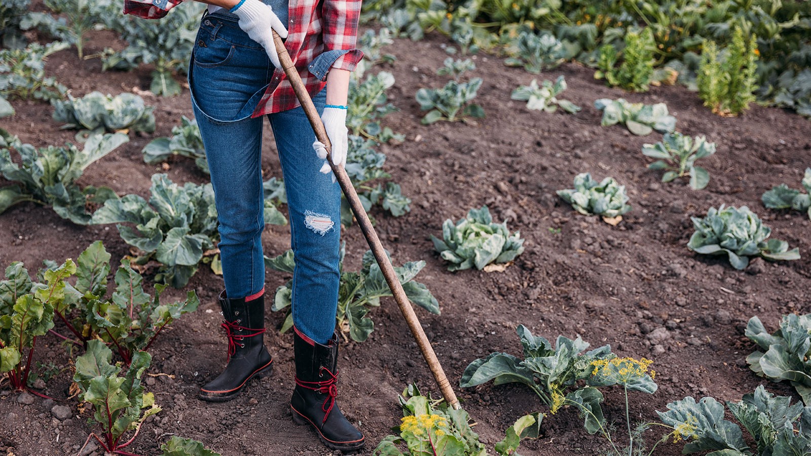 A gardener uses a hoe.
