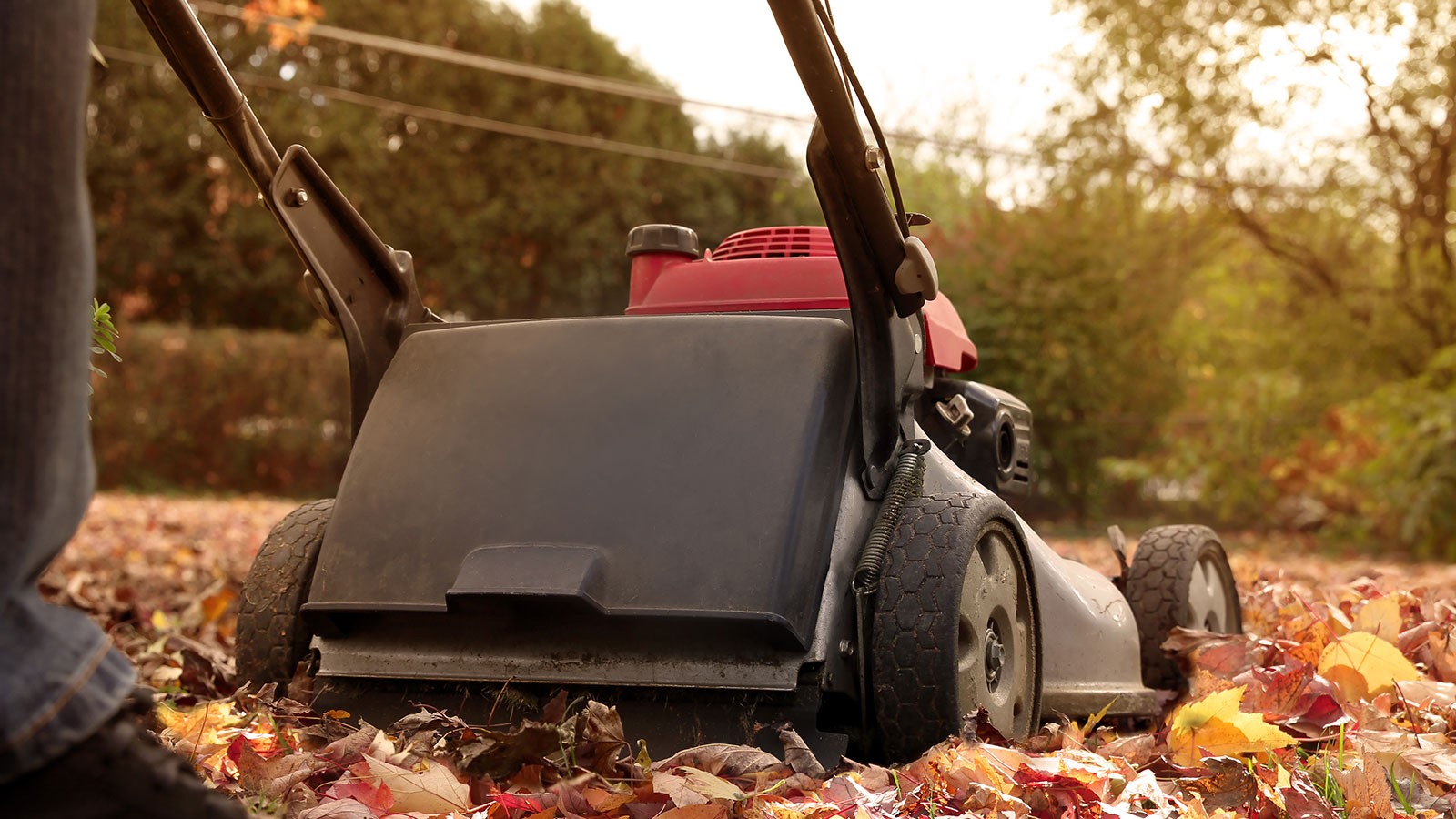 A lawnmower in a leafy yard.