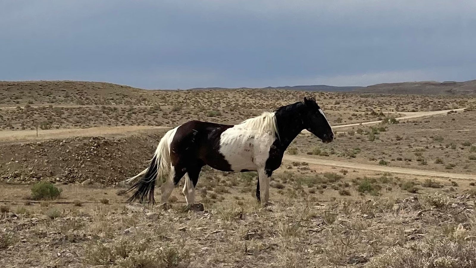A mustang stands on a scrubby hill.