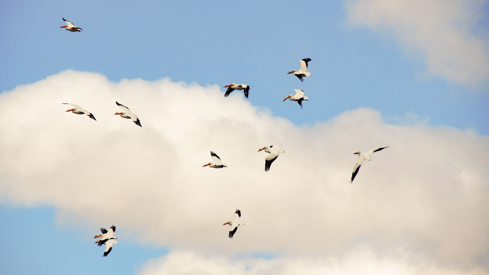 A pelican flock flies through the sky.