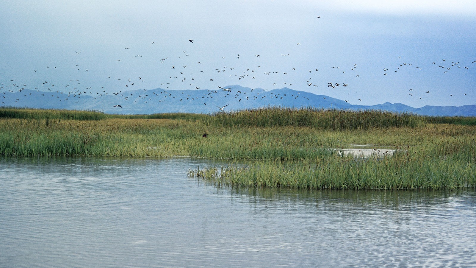 Birds fly over the Bear River Migratory Bird Refuge.