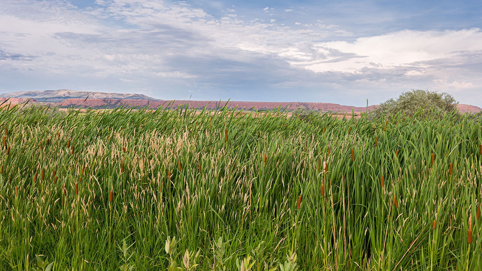 Riverbank plants are seen in front of low hills.