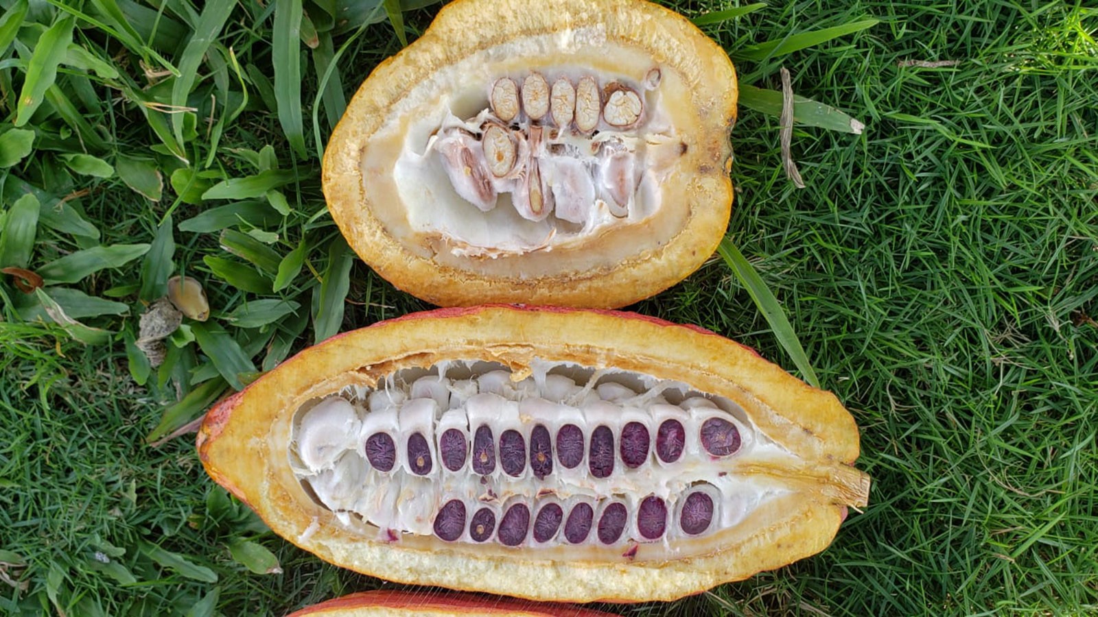 Dark and light cocoa beans.