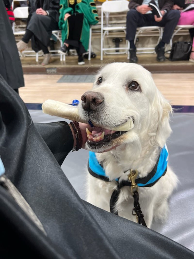 Sugar the service dog.