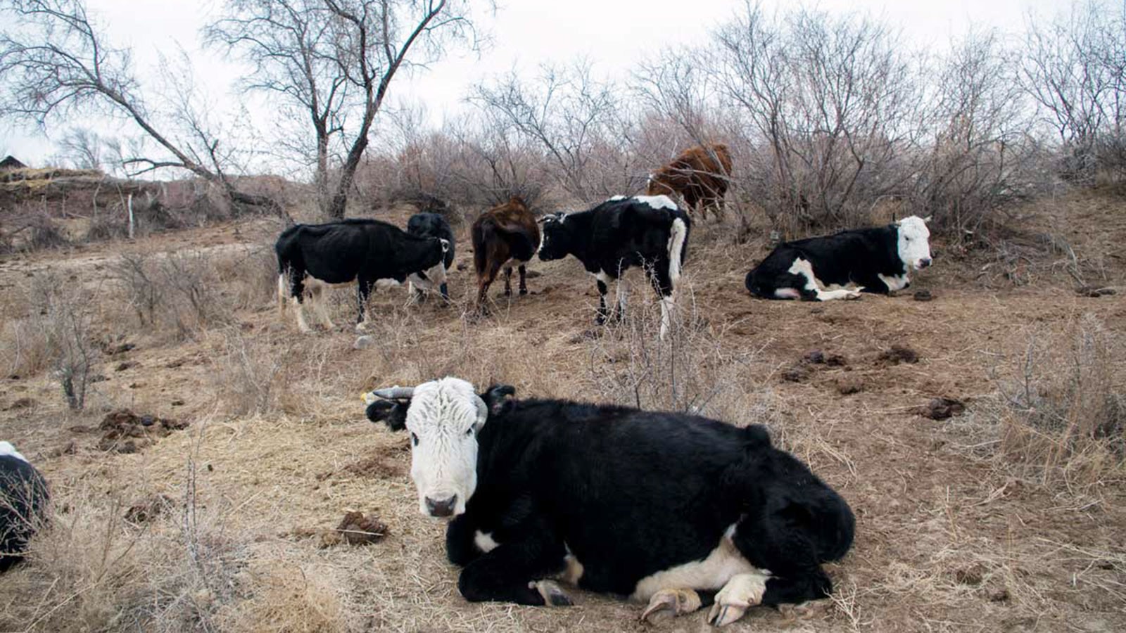 Cattle