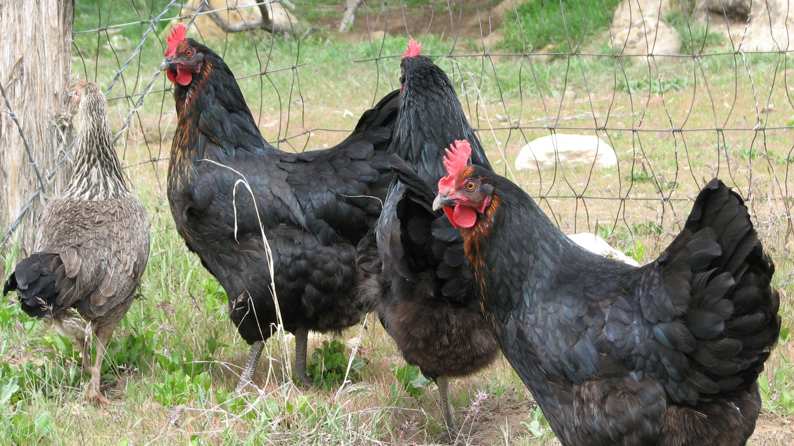 Chickens.