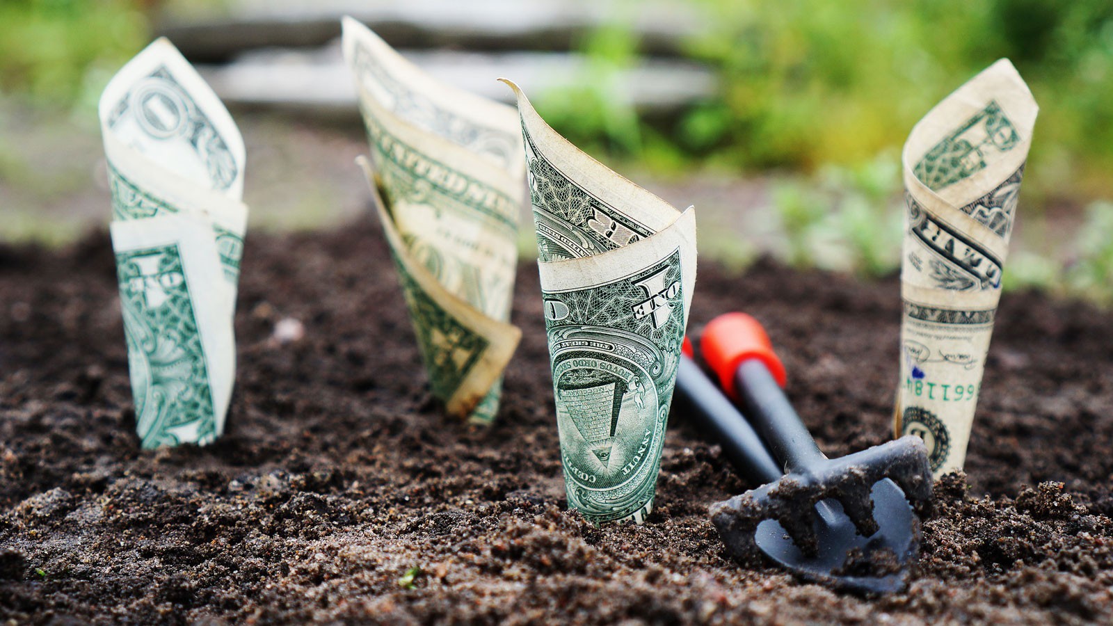 Dollar bills poking up from garden soil.