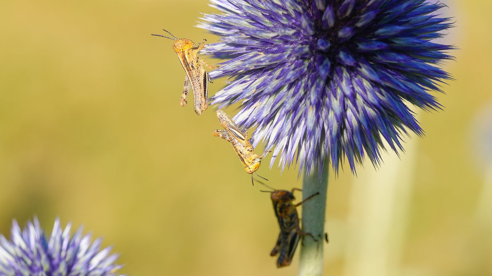 Grasshoppers on a flower.