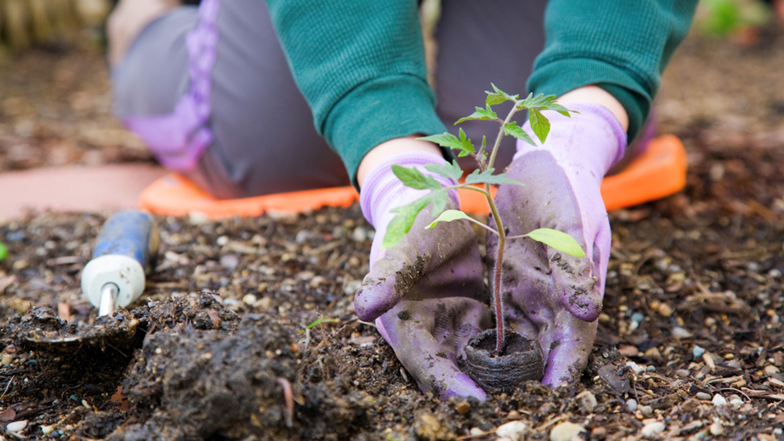 A gardener tending a plant.