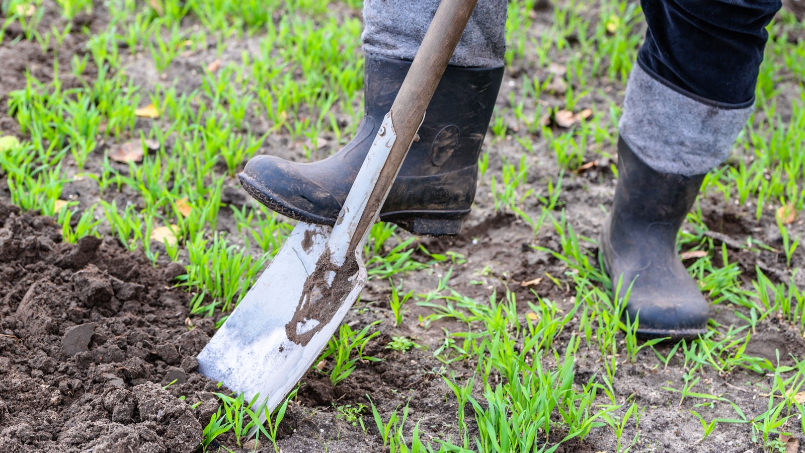 A person digging in a garden.