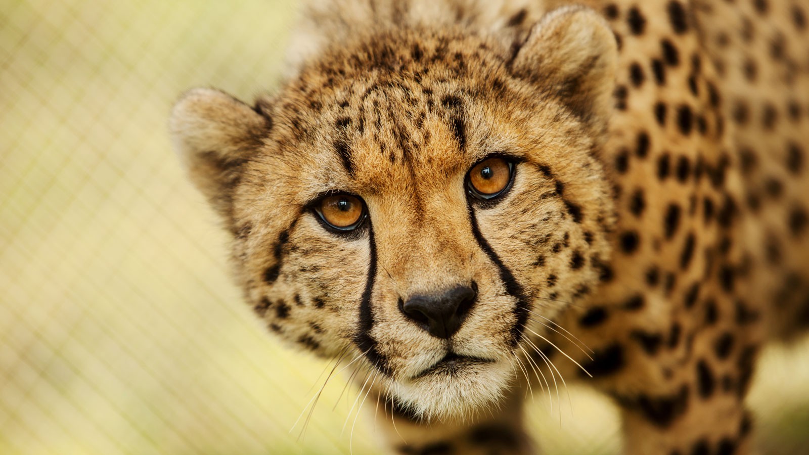 A cheetah.