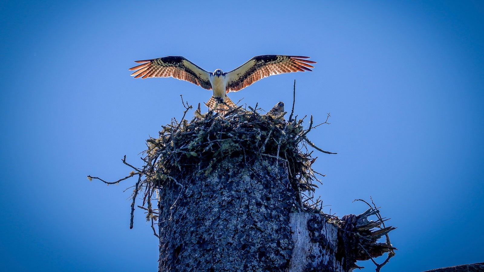 A bird of prey taking off.