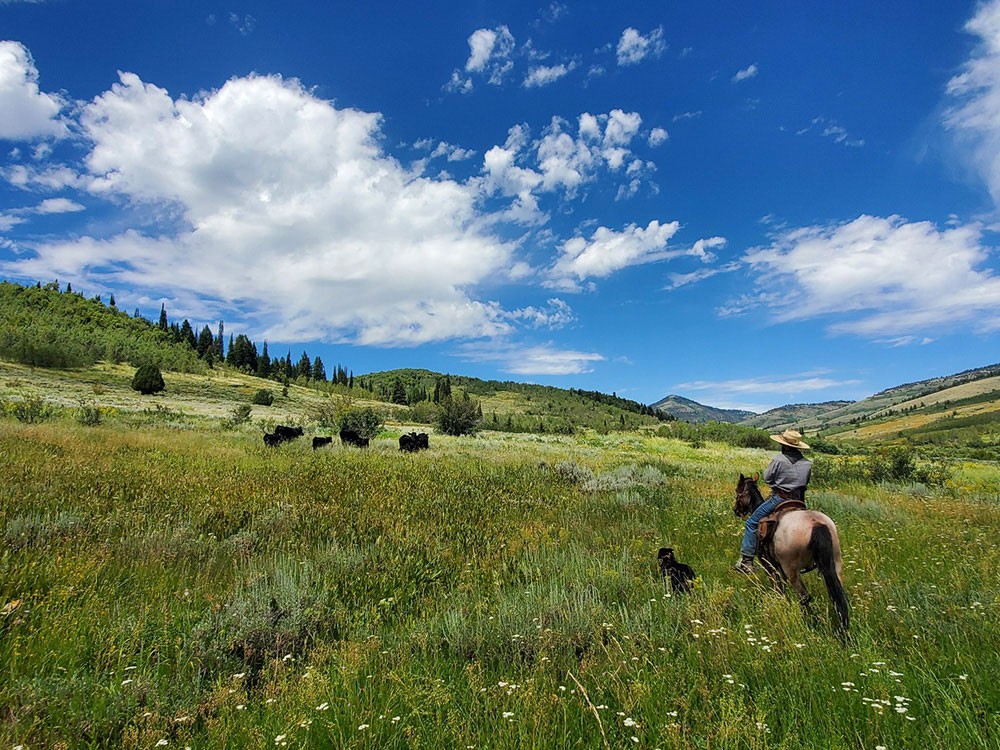 A rider on horseback in a mountainside meadow.